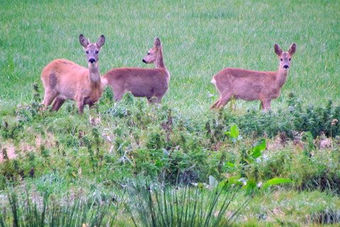 Akkrum: ein Sprung Rehe im Feld