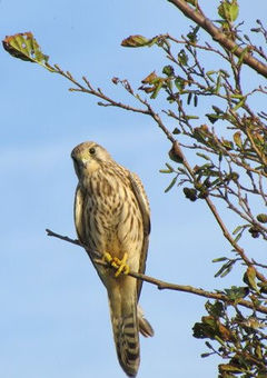 Die Alde Wei mit ihren vielen Raubvögeln und einer ist uns sogar ganz nahe