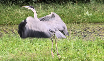 Ein Hausboot mieten in Holland und die schöne holländische Natur entdecken