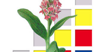 Die Orchideen-App bietet Informationen zu über 40 Orchideenarten