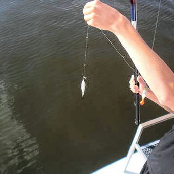 Angeln von der Yacht in Friesland aus während eines Yacht-Angel-Urlaubs