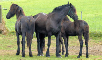 Wählen Sie Ihren Urlaub Tiere auf dem Land vom Wasser aus gesehen