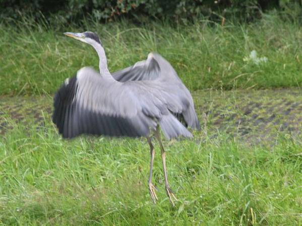 Wieder einmal einen tollen Urlaub in Holland verlebt