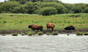 Die atemberaubende Natur Hollands