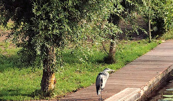 Ein Fischreiher im Park