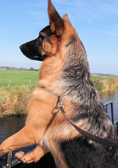 Ihr Hund sieht alles und erschnüffelt neue Gerüche