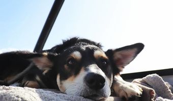 Yoshie, glücklicher Hund an Bord