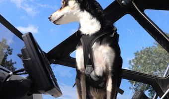 Ein weiteres Bild von mir: Tatsächlich: Yoshie, glücklicher Hund an Bord