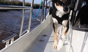 Tatsächlich: Yoshie, glücklicher Hund an Bord