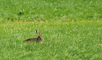 Und auch Hasen haben wir entdeckt!