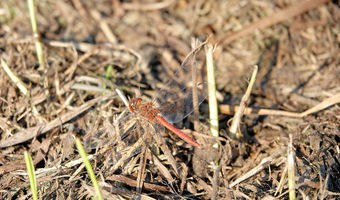 Auf dem Stoppelfeld bei Muggenbeet