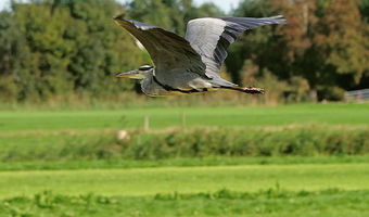 Ein Reiher fliegt vorbei