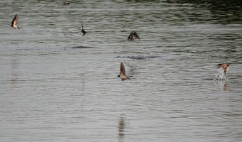 Schwalben bei Ossenzijl
