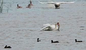 Schwanenkampf zur Verteidigung der Jungen
