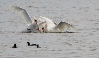 Schwanenkampf  zur Verteidigung der Jungen