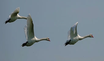 Schwanenflug