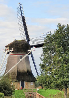 Kanal Steenwijk-Ossenzijl: Mühle mit darauf vielen Störchen