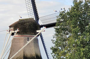 Kanaal Steenwijk-Ossenzijl  molen met een aantal ooievaars erop.jpg