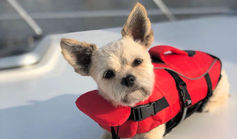 Unser Bootshund Bruno