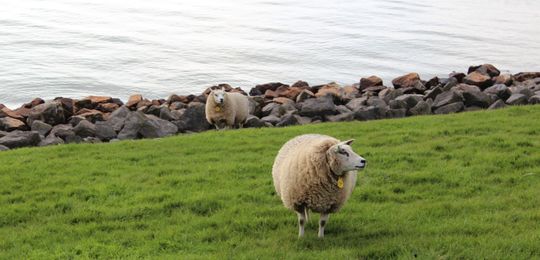 Ijselmeer (Groß).jpg
